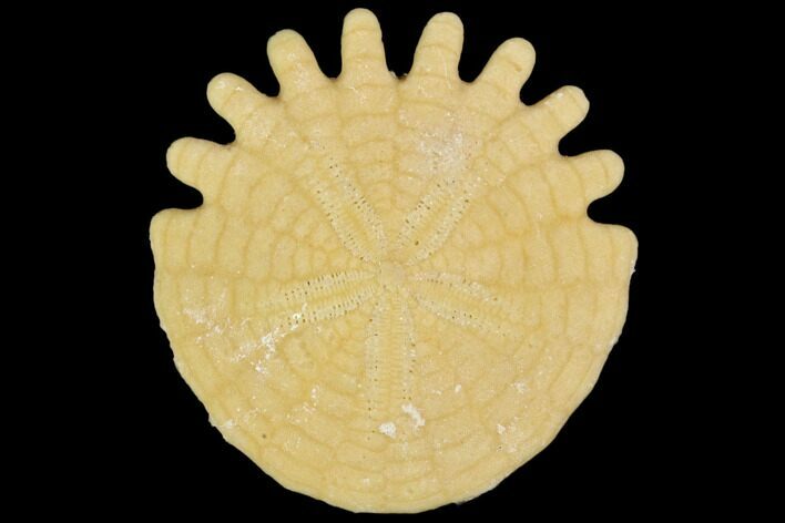 Fossil Sand Dollar (Heliophora) - Boujdour Province, Morocco #106751